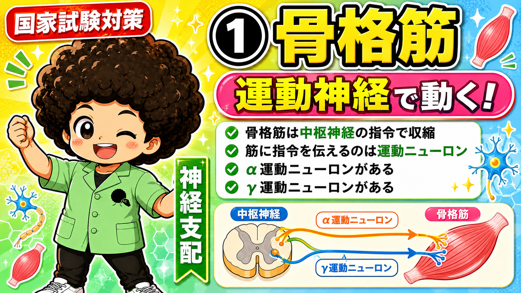 骨格筋の神経支配｜骨格筋の神経支配 1