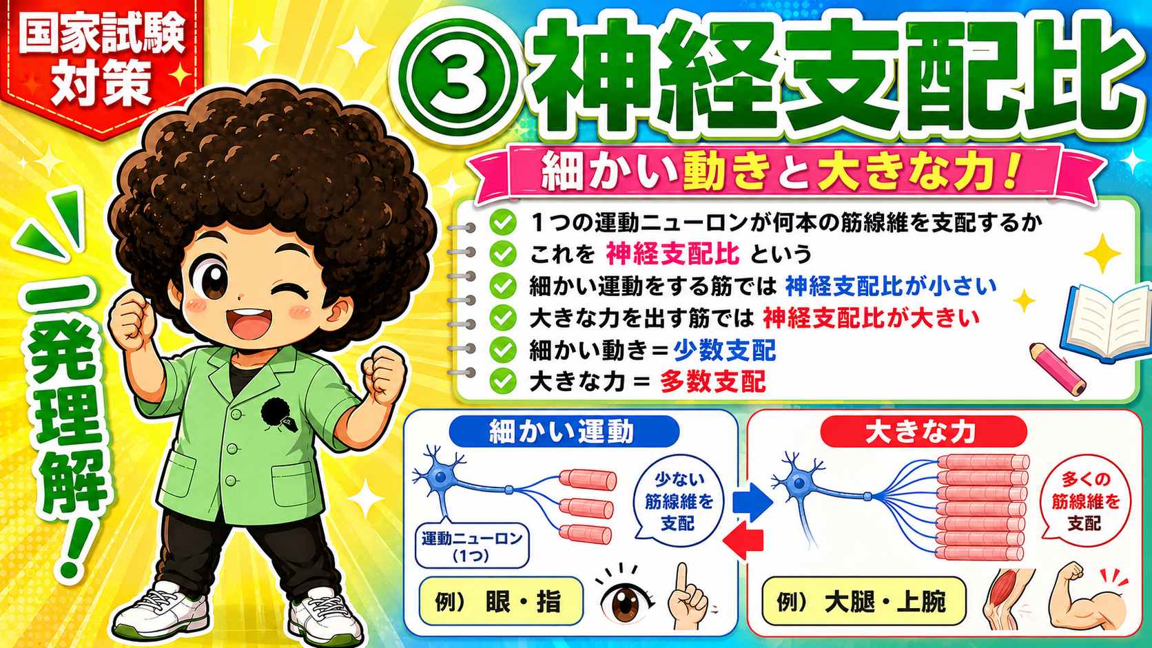 神経支配比：細かい運動＝小さい、大きな力＝大きい