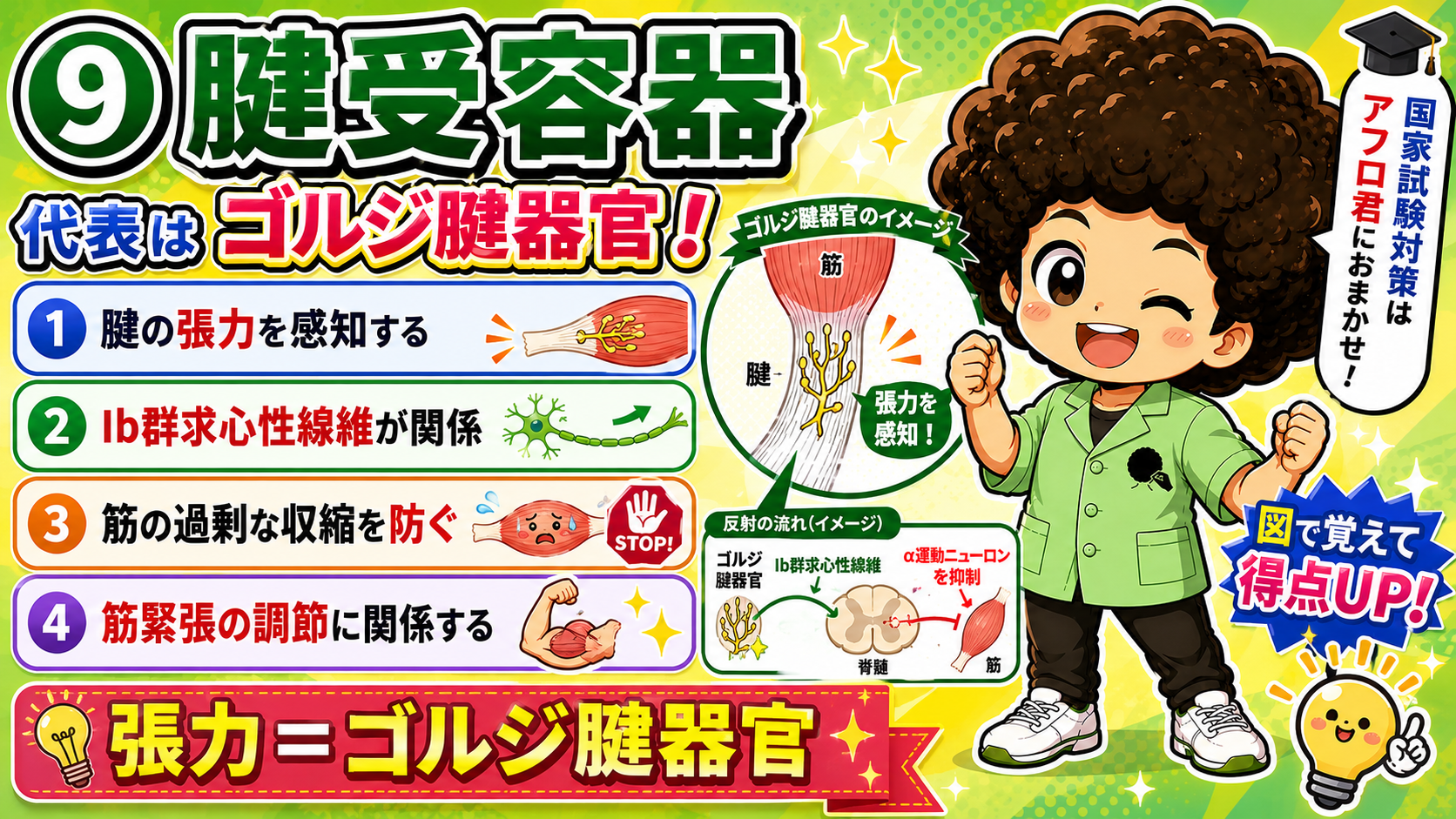 腱受容器＝ゴルジ腱器官。張力を感知しIb群求心性線維が関係する